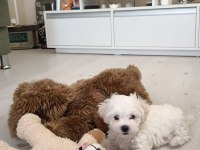 2 Aylık Erkek Maltese Terrier