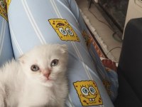 Dişi ve erkek son scottish fold yavrular