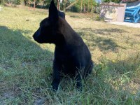 3 Dişi 1 Erkek Belçika Malinois Yavrular