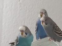 1 Aylık Yeme Düşmüş 3 Adet Yavru Muhabbet Kuşu