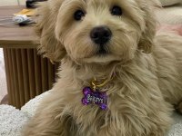 1 yaşında maltipoo yaramaz olduğu için bakamıyoruz