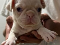 Renk Cümbüşü Gülkuyruk Pug Köpekler