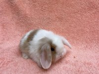 Hollanda Teddy Lop Tavşanı