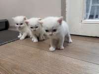 BRİTİSH PAŞALAR REZERVEYE AÇILMIŞTIR