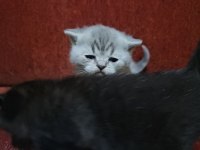 Scottish fold garibanlar yuva bekliyor