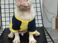 Türkiyede Tek Albino Pug Yavrumuz Sizlerle