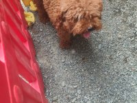 Toy poodle damızlık dişiler