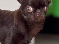 Chocolate 4 aylık erkek yavru chihuahua
