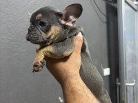 Aşılı egzotik fransız bulldog