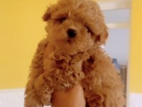 Orjinal Kore maltipoo