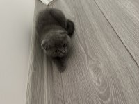 YAVRU SCOTTISH FOLD