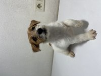Şecereli jack russell terrier erkek