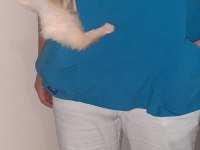 A Şecere Belgeli Longhair Erkek Yavrum Chihuahua