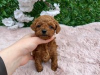 Toy poodle bebekler