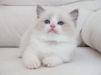 Full şecereli ragdoll yavruları