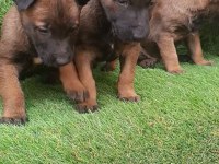 İyisini Büyütmek İsteyenlere Malinois Yavrularmız