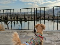 Rus finosu köpeğimiz