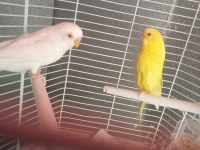 Muhabbet kuşu lutino albino bunlar takım diğeri erkek