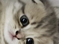 Efsane Tatlı Scottish Fold Silver Yavrular