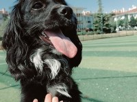 güzel cocker kızımıza ömürlük yuva arıyoruz