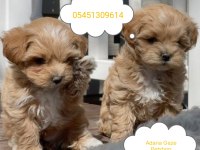 Kore Maltipoo