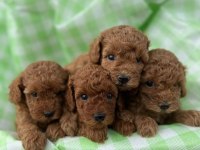 Safkan Irk Garantili Poodle Bebekler
