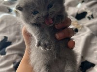 British Shorthair Yavrularım Yuvalarını Bekliyor