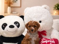 Toy Poodle Dişi Erkek