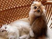 Scottish fold ve british longhair kedisi