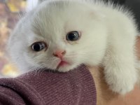 Yavru scottish fold bebekler