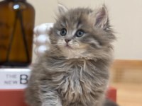 2 aylık 17 adet sağlık garantili british longhair yavrular