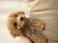 Ped eğitimli yavru poodle acil yuva arıyoruz