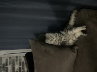 Scottish Fold Kedisi
