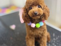 Safkan Kore Toy Poodle Yavrularımız