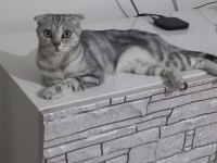 2 YAŞINDA KEDİMİ ACİL SAHİPLENDİRİYORUM (ÜCRETSİZ)