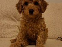 TOY POODLE YAVRUMUZ 0 TEACUP