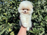 Ayı surat pomeranian yavrularımız