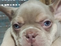 EGZOTİK FRENCH BULLDOG