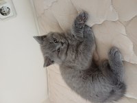 Yavru Kedimiz 3 Aylık