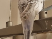 Albino yavru muhabbet kuşu
