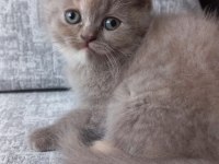 British shorthair lilac dişi yavru