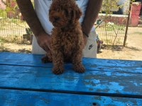 RED BROWN KORE TOY POODLE ERKEK