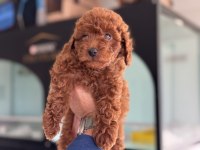 Ankaranın en özel toy poodle yavruları