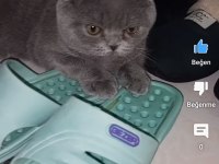 1 yaşında scottish fold erkek