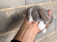 BLUE VE SİYAH MAVİGÖZ HOLLANDA TEDDY LOP TAVŞAN