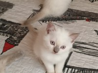 British shorthair kedisi