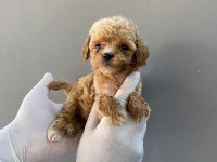 Kızıl Kahve Maltipoo Güzel Yüzlü Yavrular