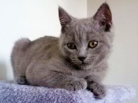 2,5 Aylık Yaz Şekeri British Shorthair