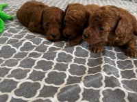 Poodle tea cup dark brown yavrular