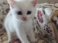 Mavi gözler british shorthair